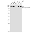 Entactin antibody western blot HeLa A549 HL-60 U251 U87-MG STJA0012361