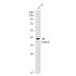 GNAI2 antibody western blot U87-MG STJA0012394