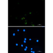 Immunocytochemistry analysis of GRSF1 (green) in CEM using GRSF1 antibody, and DAPI (blue).