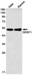 Western blot analysis of GRSF1 in Hela, Ramos lysates using GRSF1 antibody.