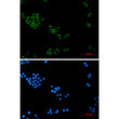 IMPDH2 antibody immunocytochemistry HeLa cells STJA0012430