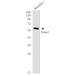 Western blot analysis of Keap1 in Raw264. 7 lysates using Keap1 antibody.