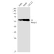 Western blot analysis of Keap1 in Hela, A549, C2C12 lysates using Keap1 antibody.