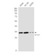 MTAP antibody western blot A549 HL-60 U2OS STJA0012481