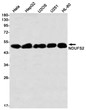 NDUFS2 antibody western blot HeLa HepG2 U2OS U251 HL-60 STJA0012488