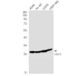 SBDS antibody western blot A549 HL-60 U2OS U87-MG STJA0012583