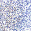 Semaphorin 7a antibody immunohistochemistry human tonsil STJA0012585