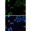 Immunocytochemistry analysis of TATA binding protein TBP (green) in hela using TATA binding protein TBP antibody, and DAPI (blue).