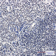 Immunohistochemistry analysis of paraffin-embedded Human tonsil using TATA binding protein TBP antibody. High-pressure and temperature Sodium Citrate pH 6. 0 was used for antigen retrieval.