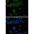 General Transcription Factor II I antibody immunocytochemistry HeLa STJA0012614