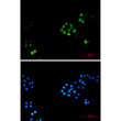 TPX2 antibody immunocytochemistry HeLa cells STJA0012625