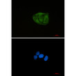 Ubiquitin 60S Ribosomal Protein L40 antibody immunocytochemistry HeLa cells STJA0012632