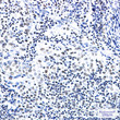 ZBTB7A antibody immunohistochemistry human tonsil STJA0012648