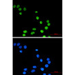 ZBTB7A antibody immunocytochemistry MCF-7 cells STJA0012648