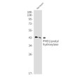 Western blot analysis of PHD1/prolyl hydroxylase in rat heart lysates using PHD1 antibody.