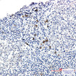 IgG4 antibody immunohistochemistry human tonsil STJA0012659