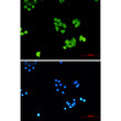 Immunocytochemistry analysis of PLK1 (green) in Hela using PLK1 antibody, and DAPI (blue)