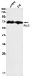 Western blot analysis of PLK1 in Jurkat, C6 lysates using PLK1 antibody.