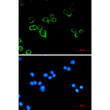 Raf1 antibody immunocytochemistry MCF-7 cells STJA0012683