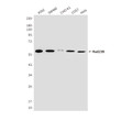 Western blot analysis of Rad23B (5H1) in K562, SW480, CHO-K1, 3T3 and COS7 lysates using Rad23B (5H1) antibody