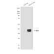 Western blot analysis of Wnt3 in CHO-K1 lysates (B) and CHO-K1 transfected by Wnt3 (A) lysates using Wnt3 antibody.