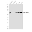 NF-KB p65 antibody western blot CHO-K1 rat brain C6 3T3 HeLa STJA0012889