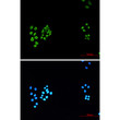 Immunocytochemistry analysis of Vimentin (green) in Hela using Vimentin antibody, and DAPI (blue).