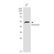 Western blot analysis of Vimentin in 3T3 lysates using Vimentin antibody.