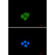 Smad2 antibody immunocytochemistry HeLa cells STJA0013074