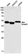 Smad2 antibody western blot HeLa CHO-K1 Jurkat STJA0013074