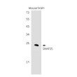 SNAP25 antibody western blot mouse brain STJA0013092
