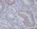 Integrin alpha 6 antibody immunohistochemistry human uterus STJA0014641
