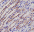 Integrin alpha 2 antibody immunohistochemistry mouse kidney STJA0014704