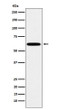 Western blot analysis of HSF2 in HeLa lysates using Hsf2 antibody.