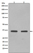 SOX2 antibody western blot NCCIT F9 lysates STJA0016073
