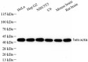 Western blot analysis of beta Actin. Sample: Protein treated by RIPA Lysis Buffer. Blocking buffer: 3% Nonfat dry milk in TBST, RT, 1h. Primary antibody: 1:5000, 4C overnight. Secondary antibody: HRP conjugated Goat Anti-mouse lgG, 1:5000, RT, 1h.