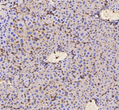 Immunohistochemistry of paraffin embedded rat liver using actin at dilution of 1:1000