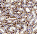 Immunohistochemistry of paraffin embedded rat kidney using actin at dilution of 1:1000