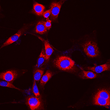 Anti-beta Actin antibody [SM4905] (STJA0004905)