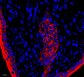 IF analysis of E-cad. Sample: Rat bladder, 4% PFA 12-24h. Antigen retrieval: Citrate buffer, pressure cooker 2min. Blocking buffer: 3% BSA in PBS, RT, 30min. Primary antibody: 1:500, 4C overnight. Secondary antibody: Cy3 conjugated Goat Anti-mouse IgG, 1:200 RT 1h.