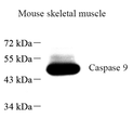 Western blot analysis of Caspase-9 at dilution of 1:200