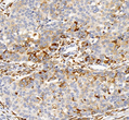 Anti-CD74 antibody [SM4946] (STJA0004946)