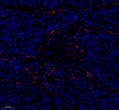 Anti-CD74 antibody [SM4946] (STJA0004946)