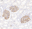 Immunohistochemistry analysis of nestin. Sample: Human kindey, 4% PFA 12-24h. Antigen retrieval: Citrate buffer, pressure cooker 2min. Blocking buffer: 3% BSA in PBS, RT, 30min. Primary antibody: 1:1000, 4C overnight. Secondary antibody: HRP Goat Anti-mouse lgG, 1:200 RT 1h.