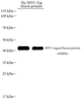 Western blot analysis of MYC Tag at dilution of 1:1000