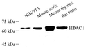 Western blot analysis of HDAC1 at dilution of 1:1000