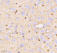 Immunohistochemistry of paraffin embedded rat brain using S100B at dilution of 1:1000