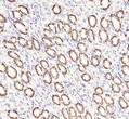 Anti-Aquaporin 4 antibody [SM5101] (STJA0005101)