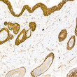 Anti-Cytokeratin 14 antibody [SM5119] (STJA0005119)