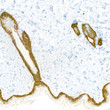 Anti-Cytokeratin 14 antibody [SM5119] (STJA0005119)